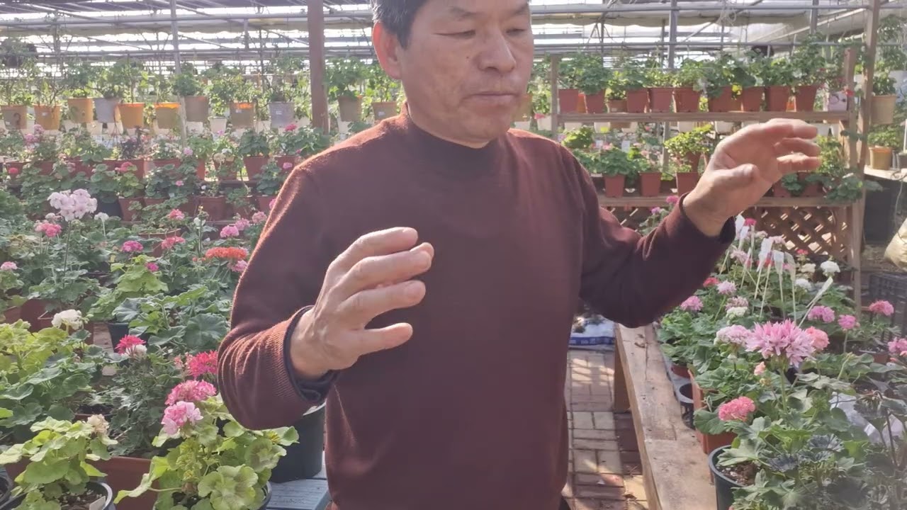 우리집 제라늄 꽃이 피질 않고 꽃 봉우리 누렇게 마름 ???