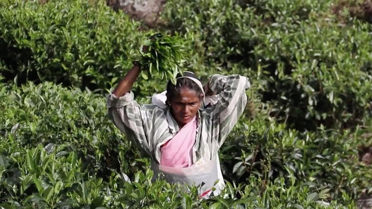 Die Tee-Sklavinnen von Sri Lanka