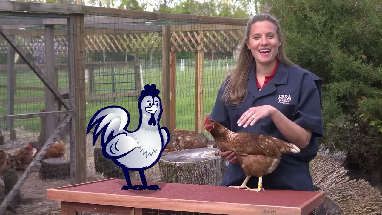 Defend the Flock – Healthy Harry: Live Bird Market