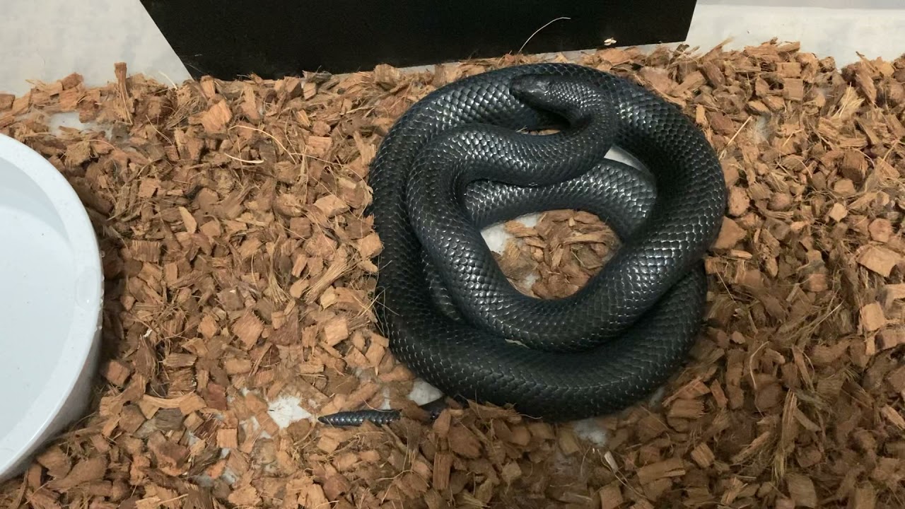 Breeding pair of Black Milk Snakes