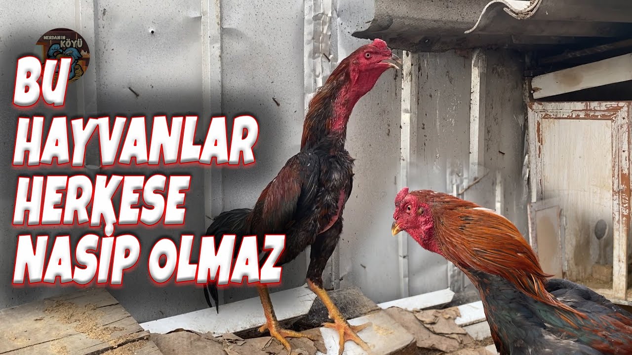 Linda Kaz   Hint Horozları ve Kangallar