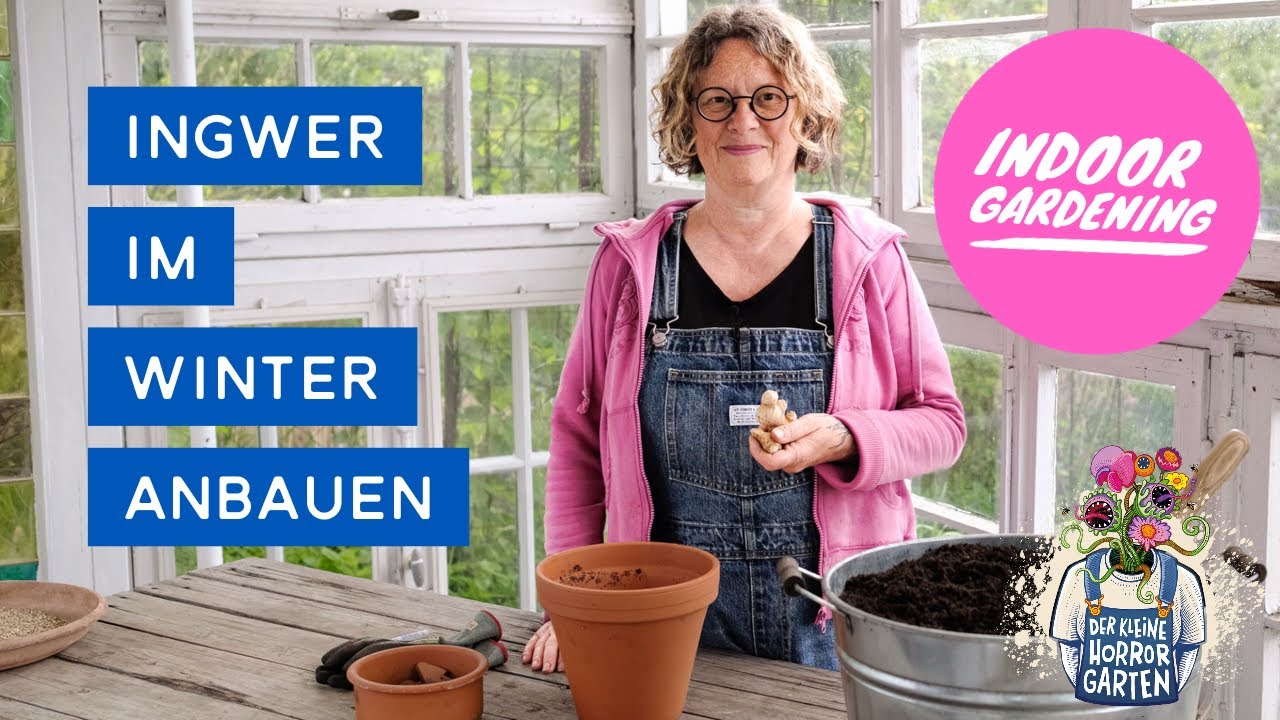 Indoor-Gardening im Winter - Ingwer anbauen I der kleine Horrorgarten