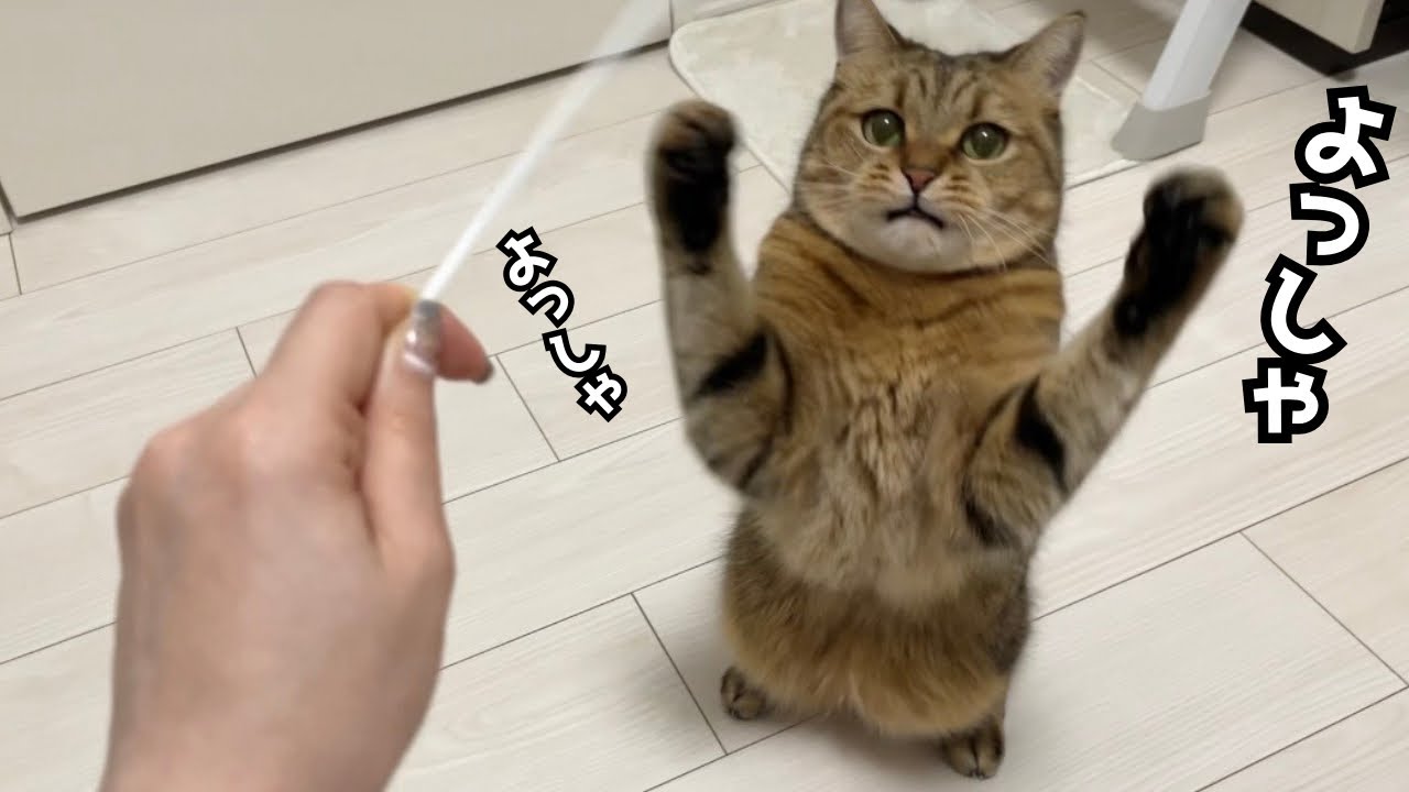 ある出来事を精一杯にお祝いする猫が可愛すぎた…