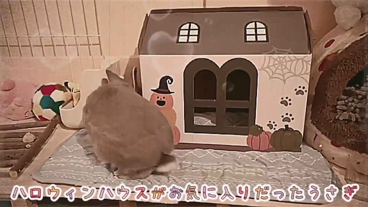 ちょうどいいサイズだった100円で買ったハロウィンハウス