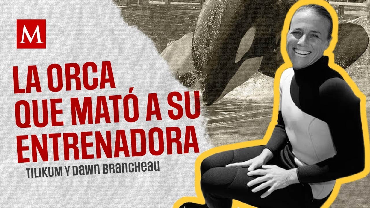 La historia de Tilikum y el día que terminó con la vida de Dawn Brancheau, su entrenadora