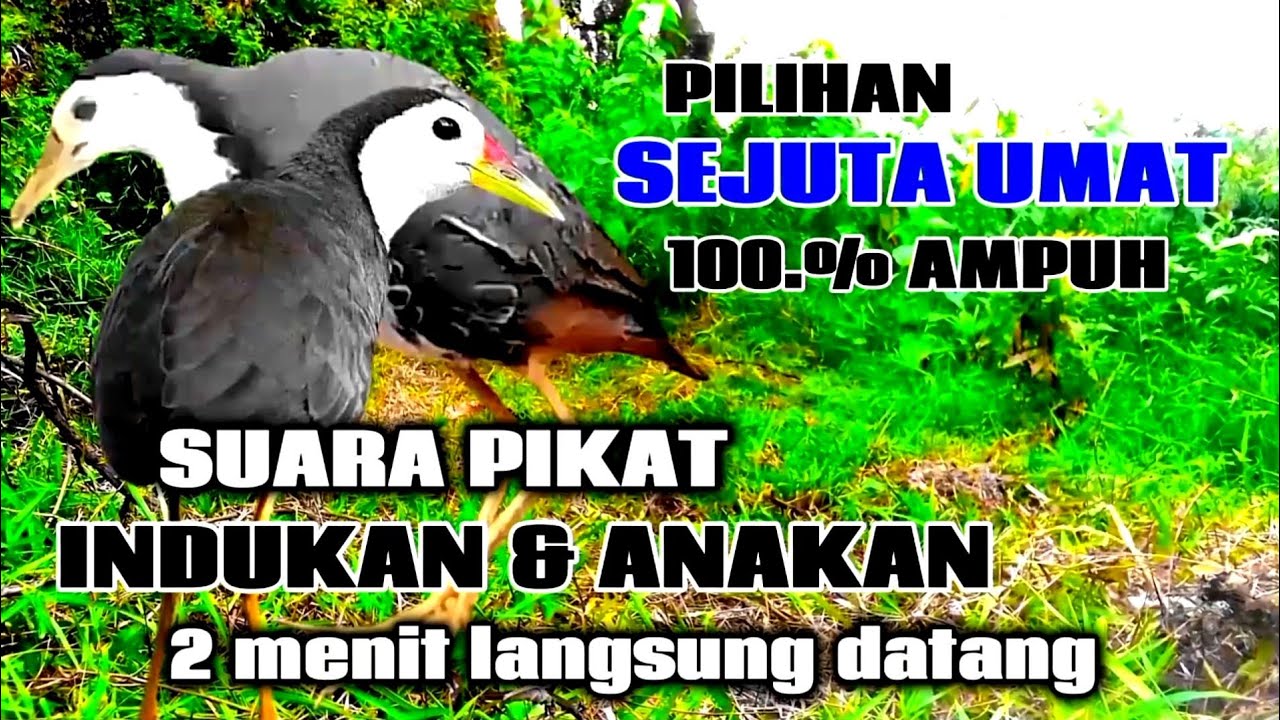 AMPUH SUARA PIKAT INDUKA || BURUNG RUAK RUAK LANGSUNG BANYAK YANG DATANG✓|| BIRDTRAP