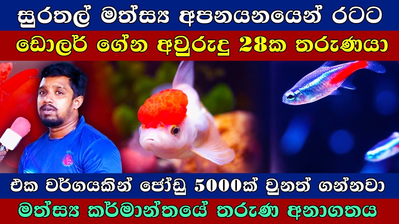 සුරතල් මත්ස්‍ය වගාකරුවන්ගේ අතමිට සරුකරන රටට ඩොලර් ගේන අවුරුදු 28ක තරුණයා / The Young Fish Exporter