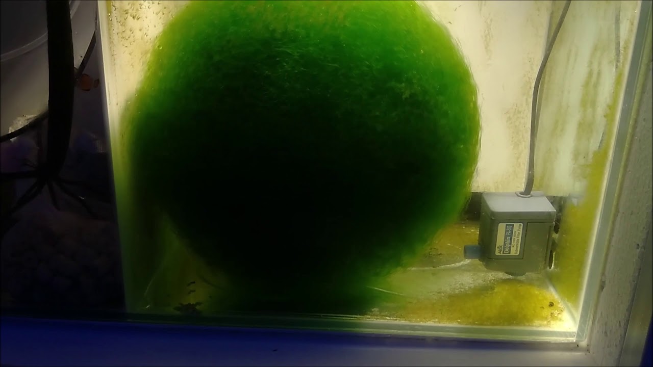 Reef  Marinho , Sump com ATS e Chaetomorpha .
