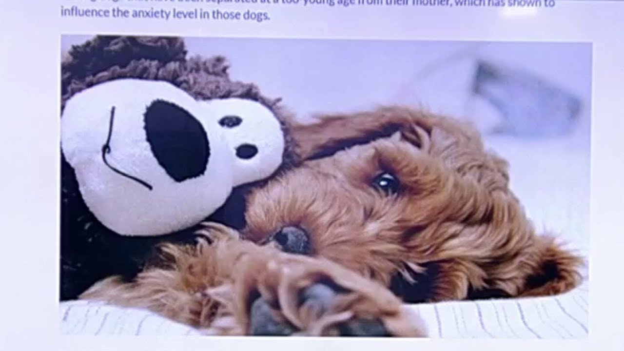 Why does my dog do that? Weird canine behaviors explained