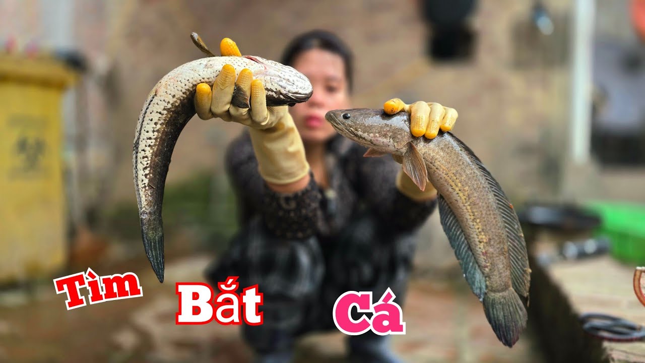 Bắt Kiểu Này Như Máy Hút Cá Nó Tự Chui Vào Mà Không Ai Tin...