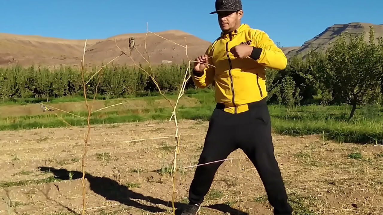 طائر الحسون في الطبيعية ....الصيد العشوائي  (مند سنة  2002 الى 2021 لم اقم بصيد الحسون )