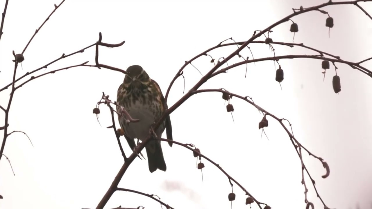 Белобровик &ndash; Turdus iliacus, Redwing, R&ouml;dvingetras, IJslandse Koperwieken