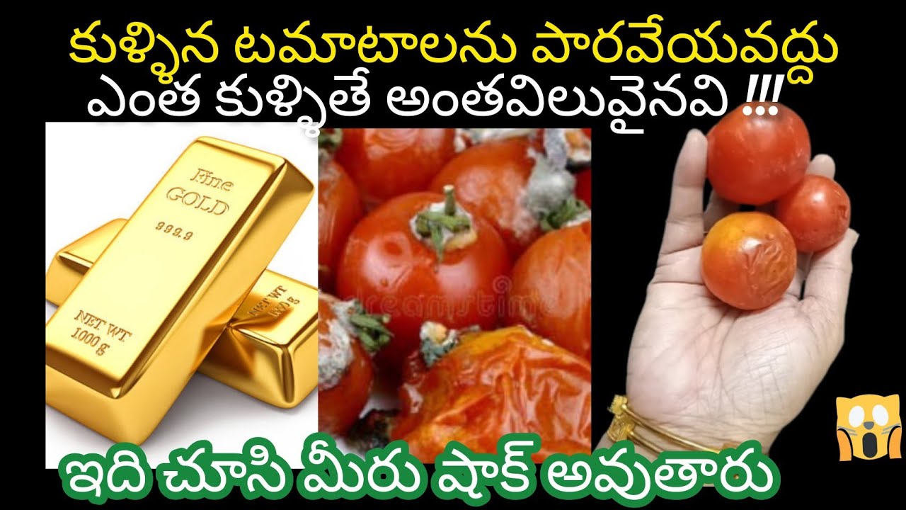 👉🏻 కుళ్ళిన టమాటాలను పారేయకండి // ఎంతకుళ్ళితే అంత విలువైనవి // షాక్ అవుతారు😱🤓 !!!