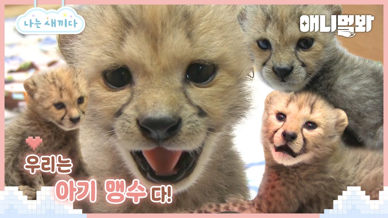 나는 태어난 지 4개월 된 치타 새끼다 [애니멀봐 나새끼 특집호] I I'm A 4 Month Old Cheetah Baby