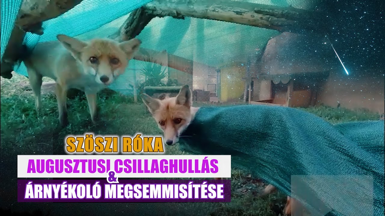 Szöszi róka - CSILLAGHULLÁS & ÁRNYÉKOLÓ MEGSEMMISÍTÉSE