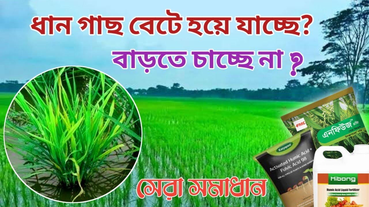 ধান গাছ খাটো বা বেঁটে হয়ে যাচ্ছে?পাশকাঠি বা কুশি বাড়ছে না?দেখে নিন সঠিক সমাধান।।
