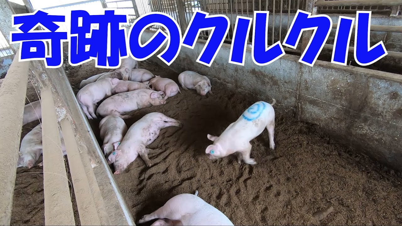 クルクルという名の豚