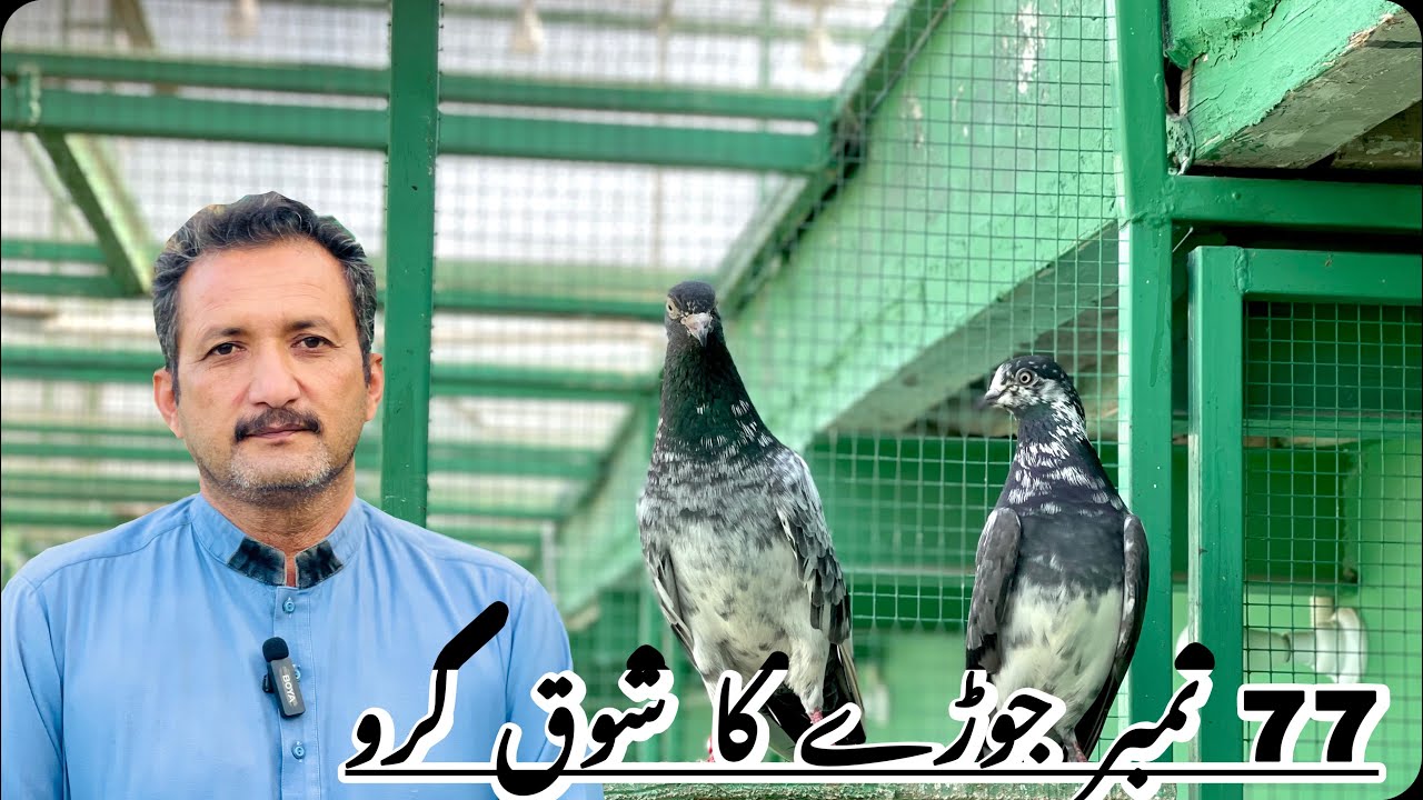 77 نمبر جوڑے کا شوق کرو | نایاب کبوتر جوڑا🔥🫀
