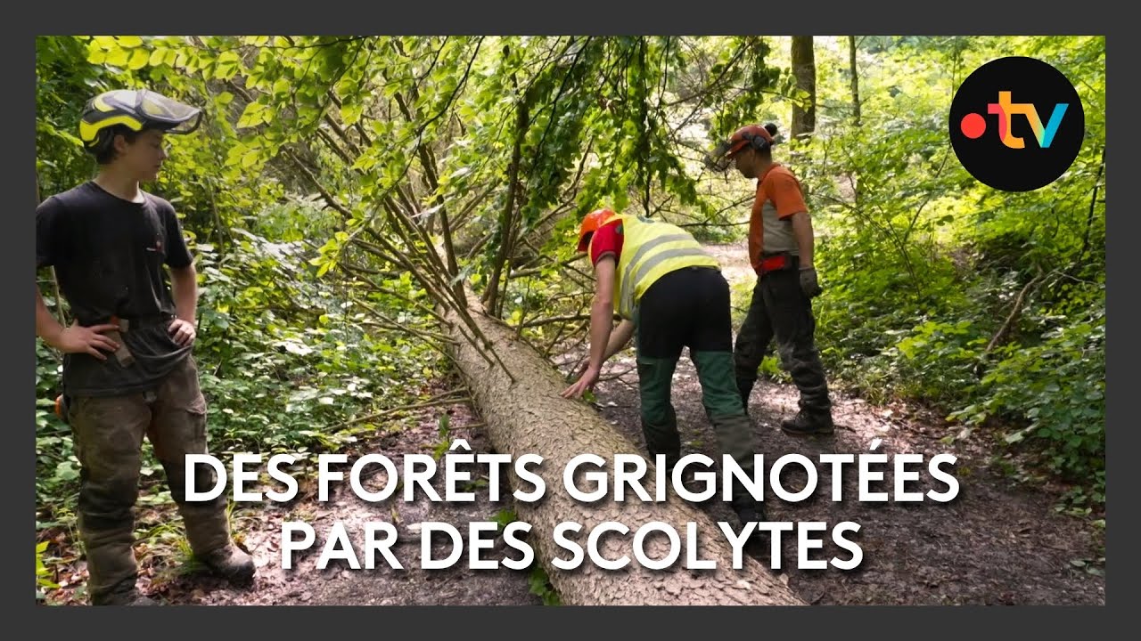 Des for&ecirc;ts grignot&eacute;es par des scolytes
