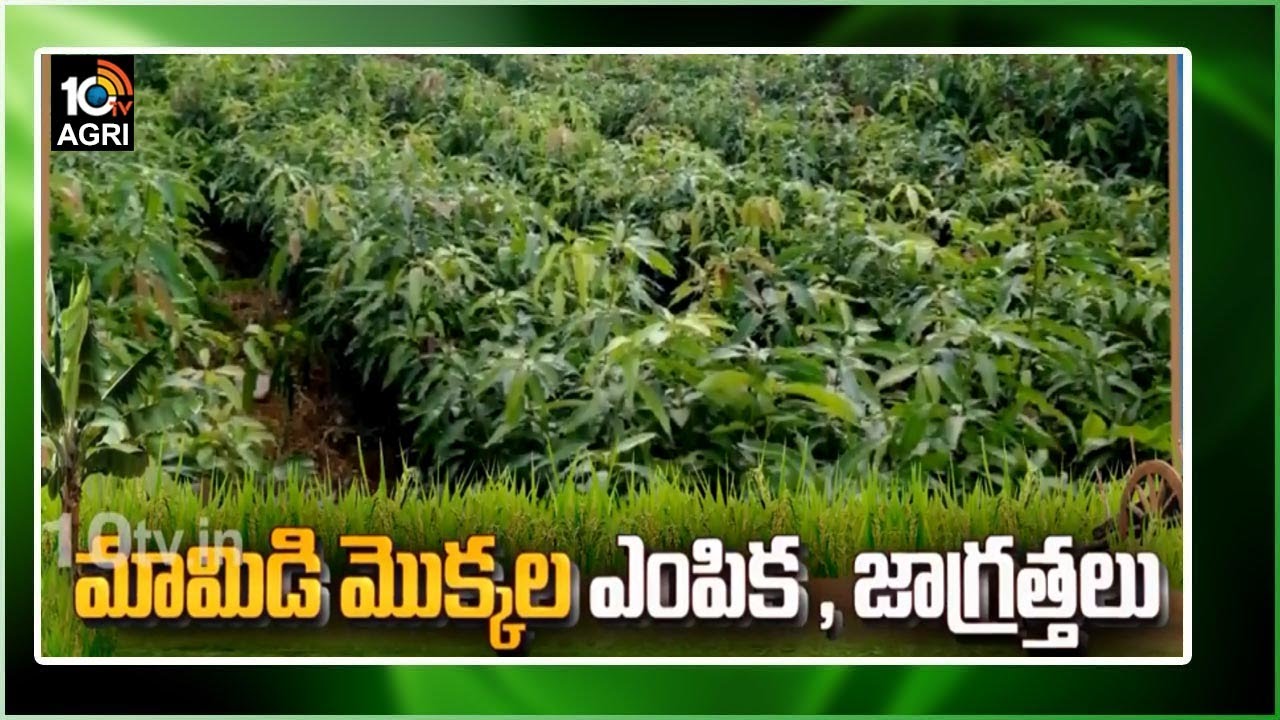 మామిడి మొక్కల ఎంపిక, జాగ్రత్తలు: Sangareddy Agri Scientist Bhagavan | Matti Manishi | 10TV News