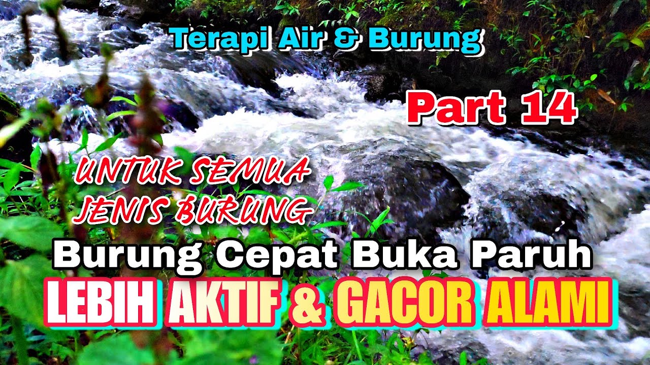 Semua Jenis Burung Cepat Buka Paruh, Terapi Air & Burung, Suara Hutan Alam Bebas Part 14