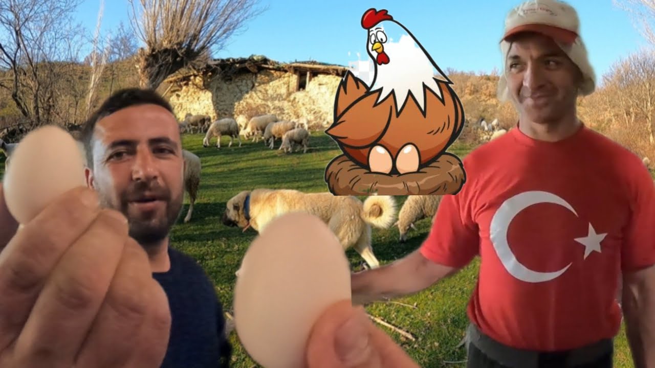 DAĞ TAVUĞU YUMURTASI ÜRETECEĞİZ !!! DEV PROJENİN İLK ADIMLARI ? YÜZDE 💯 ORGANİK OLACAK #dagdayasam