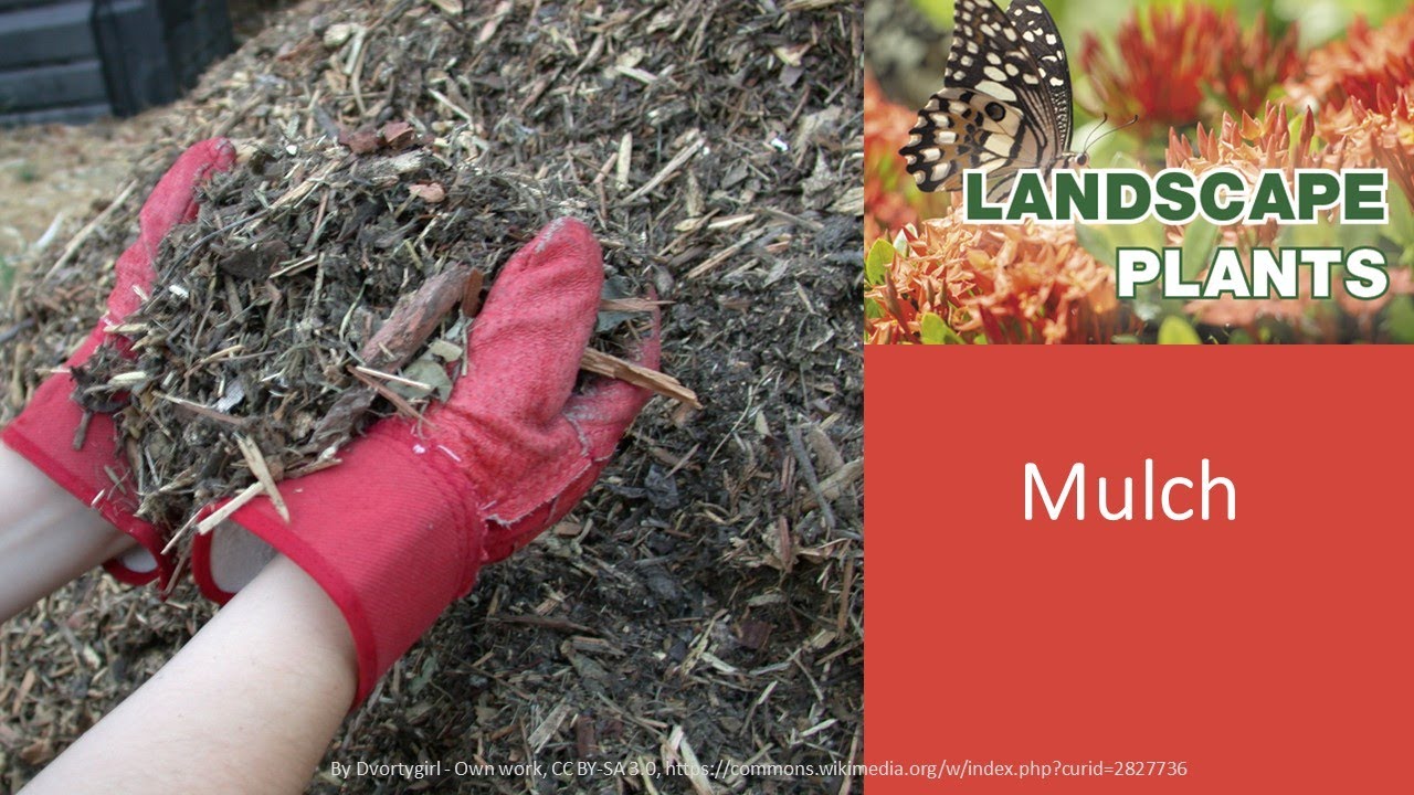 Landscape Plants: Mulch