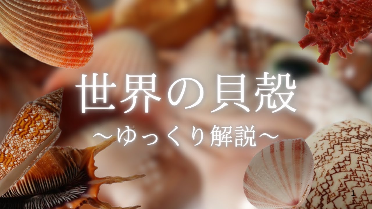 【大収穫】貝殻ショーでお宝探し。。美しい種類が大量  イモガイ、サラサガイ、ガネサボラなどなど。。