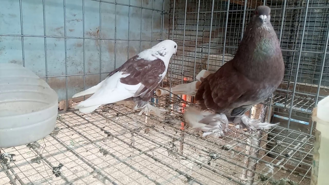 mis &uacute;ltimas joyas,palomas de patio canaria