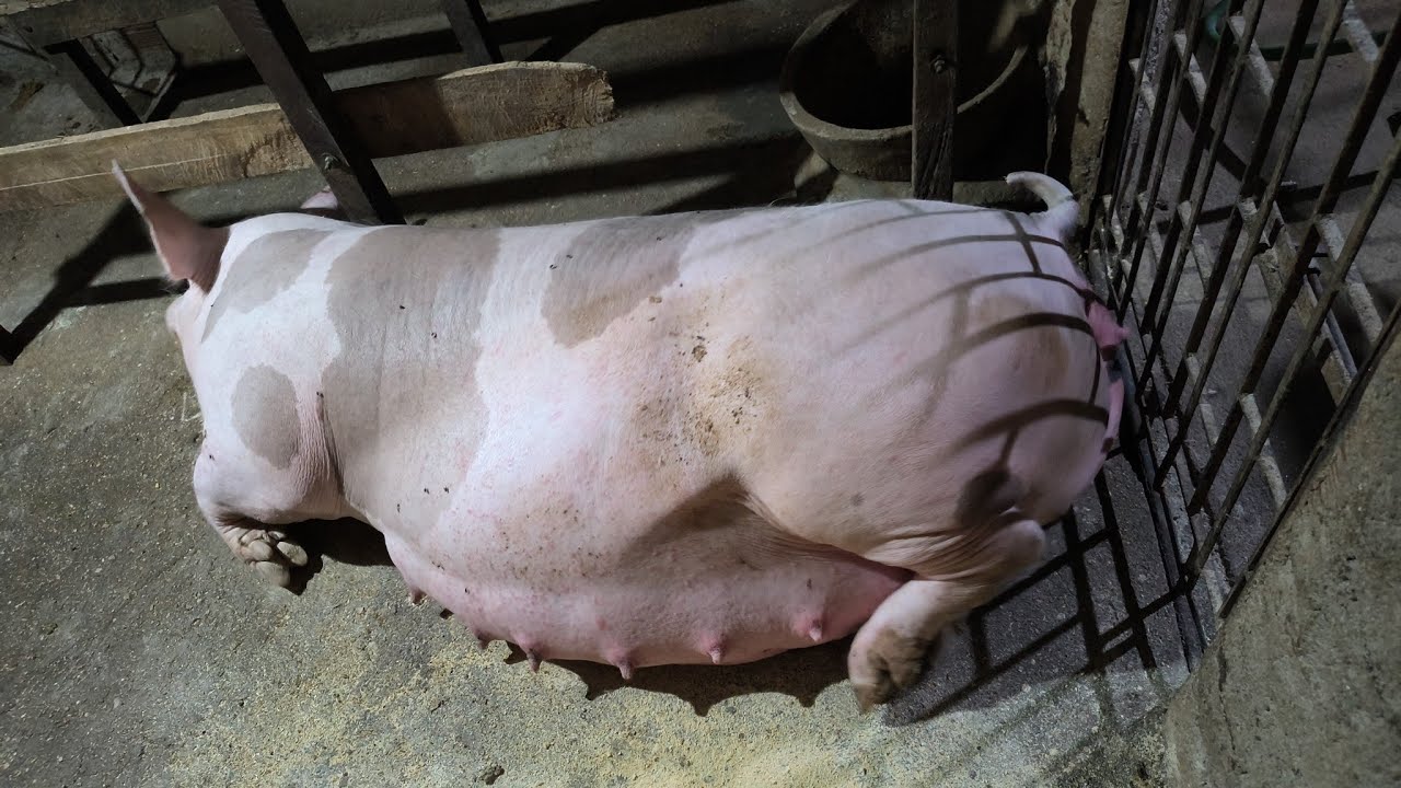 8 dica de manejo para você ganhar mais dinheiro na suinocultura.#porco 