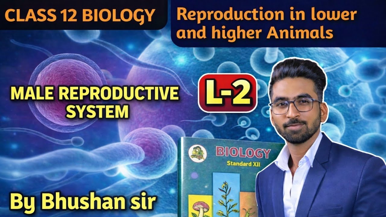 Male reproductive system || Reproduction in Lower and Higher animals || lecture 2 || class12 MHT CET