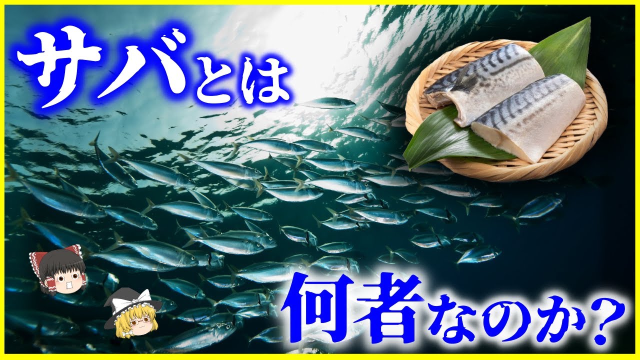【ゆっくり解説】時速60キロ…「鯖（サバ）」とは何者なのか？を解説/サバ科の中で進化した“生態的ニッチ”！？古代の漁法から鯖街道まで日本人と深いかかわりのサバ