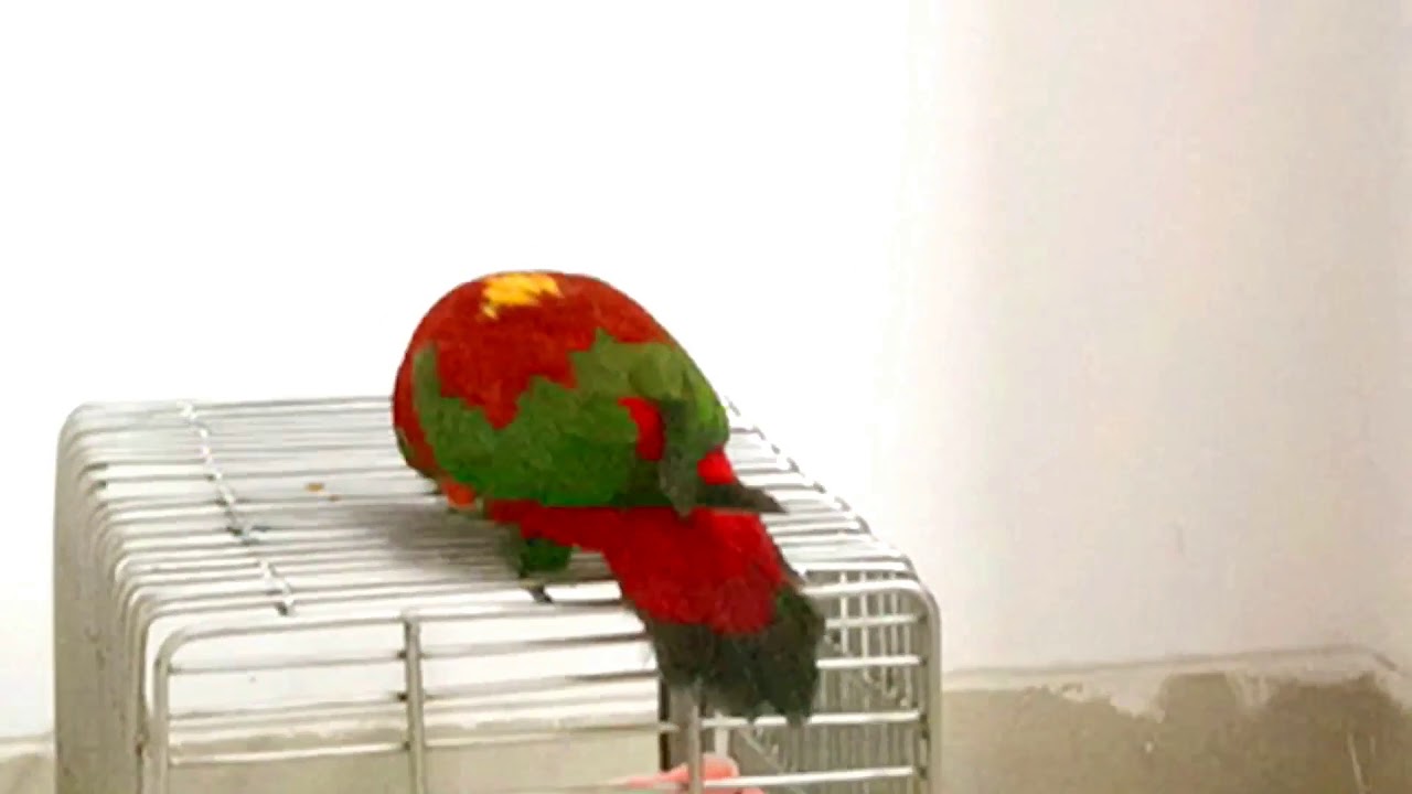 Papa🏋️vs🦜 Velvet & The winner is Velvi.