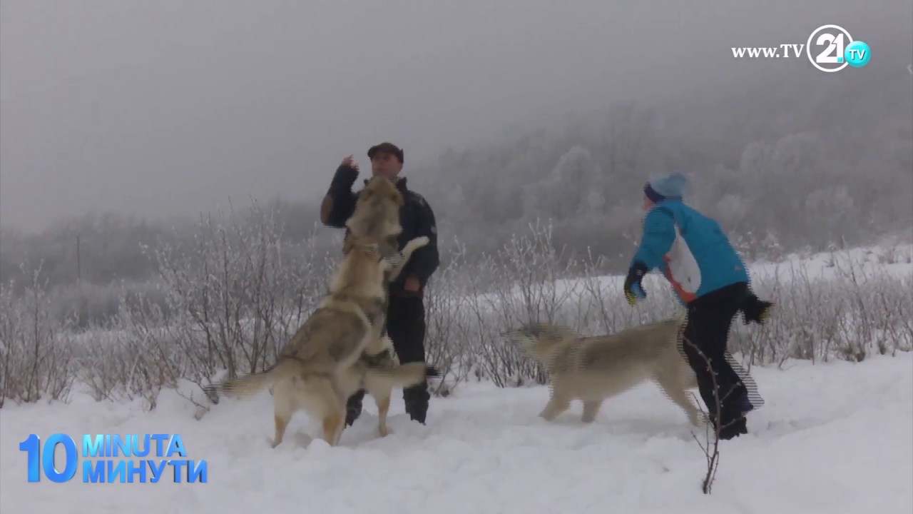 10 Minuta - Të jetosh e vallëzosh me ujqit! 24.01.2017
