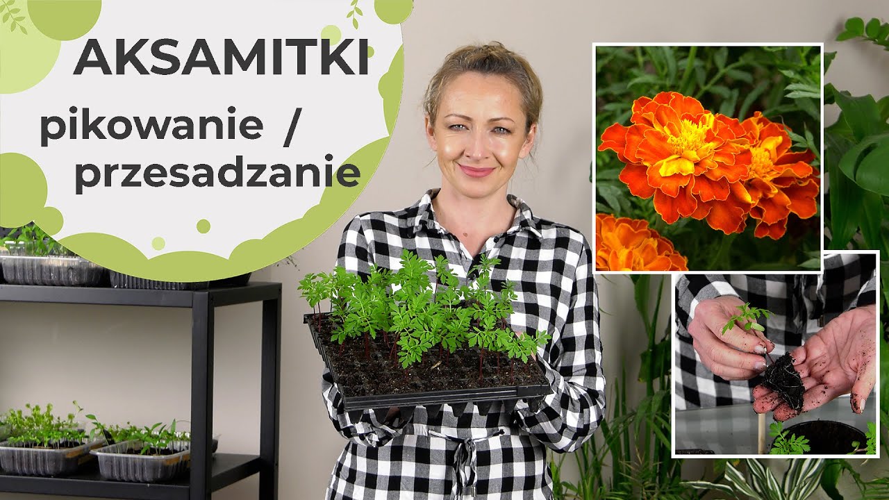 Aksamitki - pikowanie wysianych aksamitek. Jak pikować i o czym pamiętać?