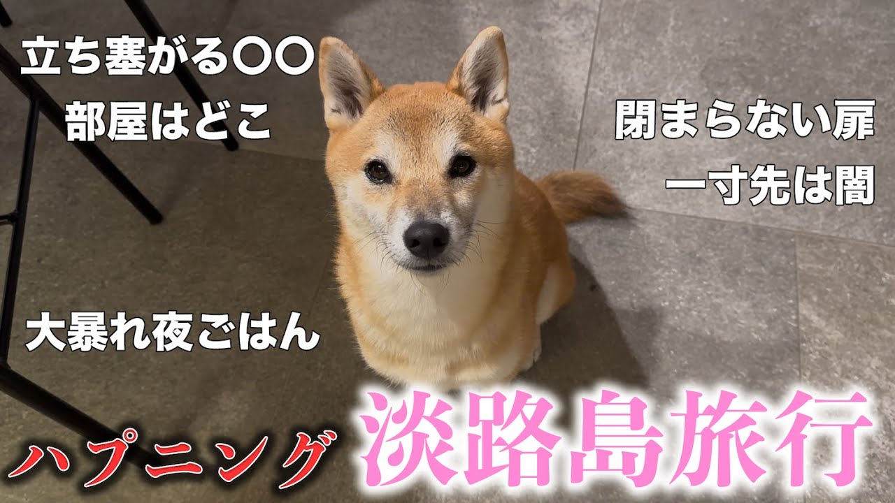 淡路島旅行最大のハプニング祭りに笑顔を忘れた芝犬