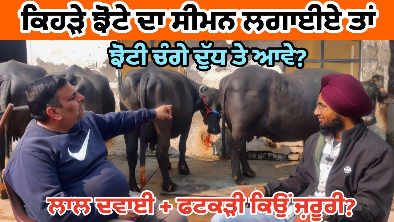 ਪਸ਼ੂ ਦੇ ਸੂਣ ਤੋਂ ਪਹਿਲਾਂ ਦੀ ਖੁਰਾਕ||ਲਾਲ ਦਵਾਈ ਅਤੇ ਫਟਕੜੀ ਦੀ ਲੋੜ||ਦੁੱਧ ਲਾਈਨ ਦੇ ਝੋਟੇ||