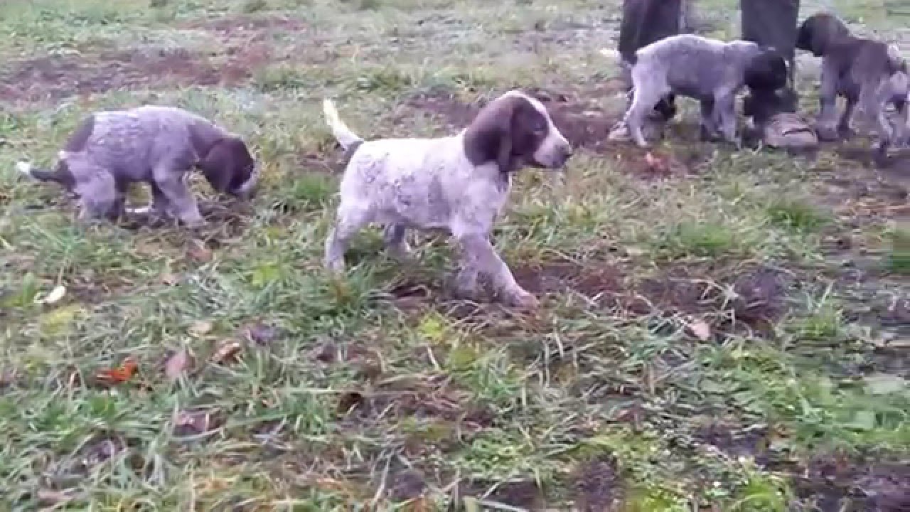 Német Vizsla kölykök