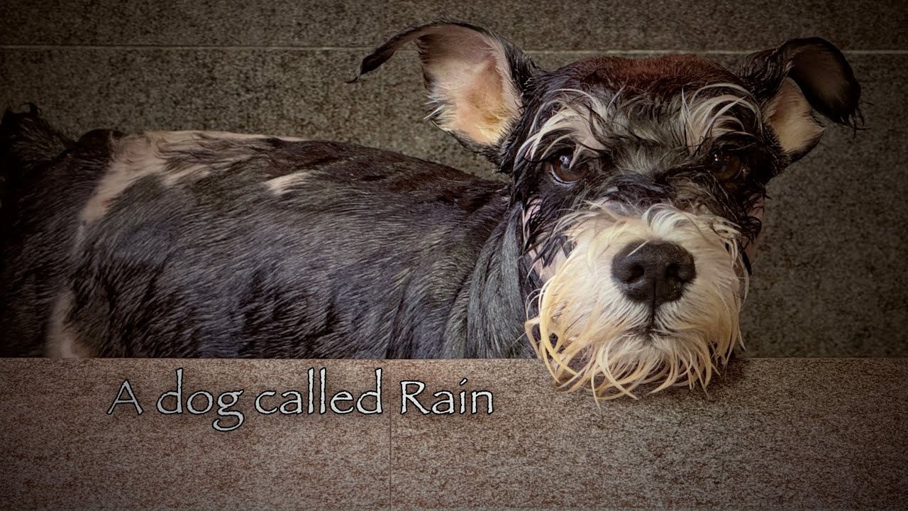 A dog called Rain