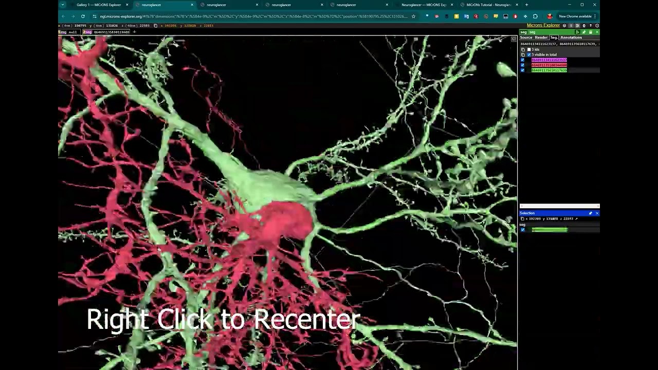How to Use Neuroglancer - 3D and 2D basics