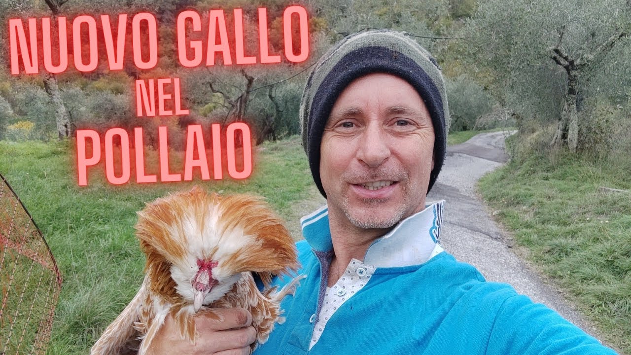 Nuovo gallo padovano , appena arrivato