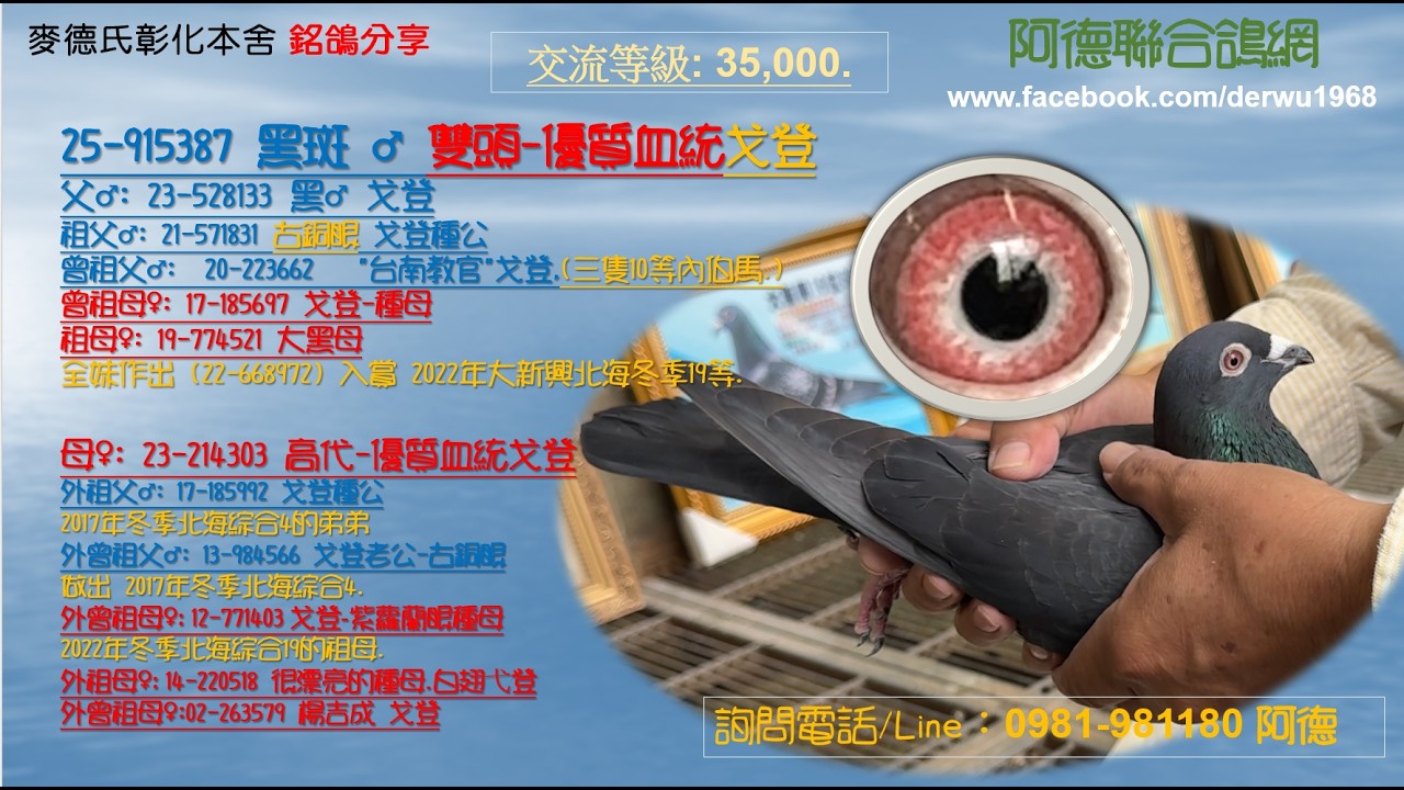25-915387 黑斑 ♂ 雙頭-優質血統戈登 35,000.