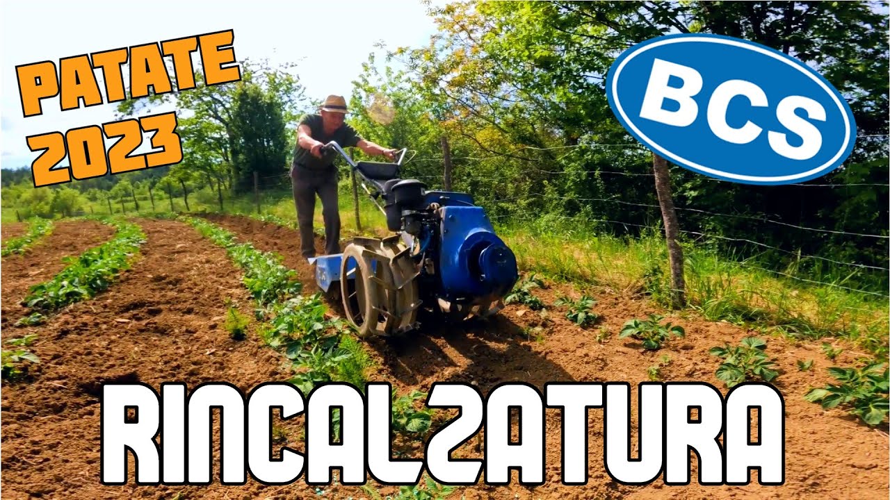 RINCALZATURA PATATE 2023 | motocoltivatore bcs