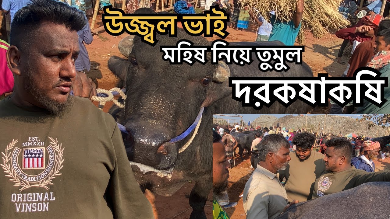 উজ্জ্বল ভাই মহিষ নিয়ে তুমুল দরকষাকষি | সিটি হাট রাজশাহী Part 2 