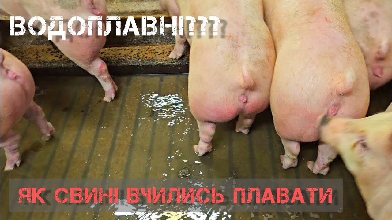 Неймовірна Стихія: Повінь на свинофермі, свині на плаву!