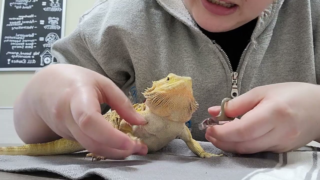 Pet Care Basics:  Bearded Dragon Nail Trim