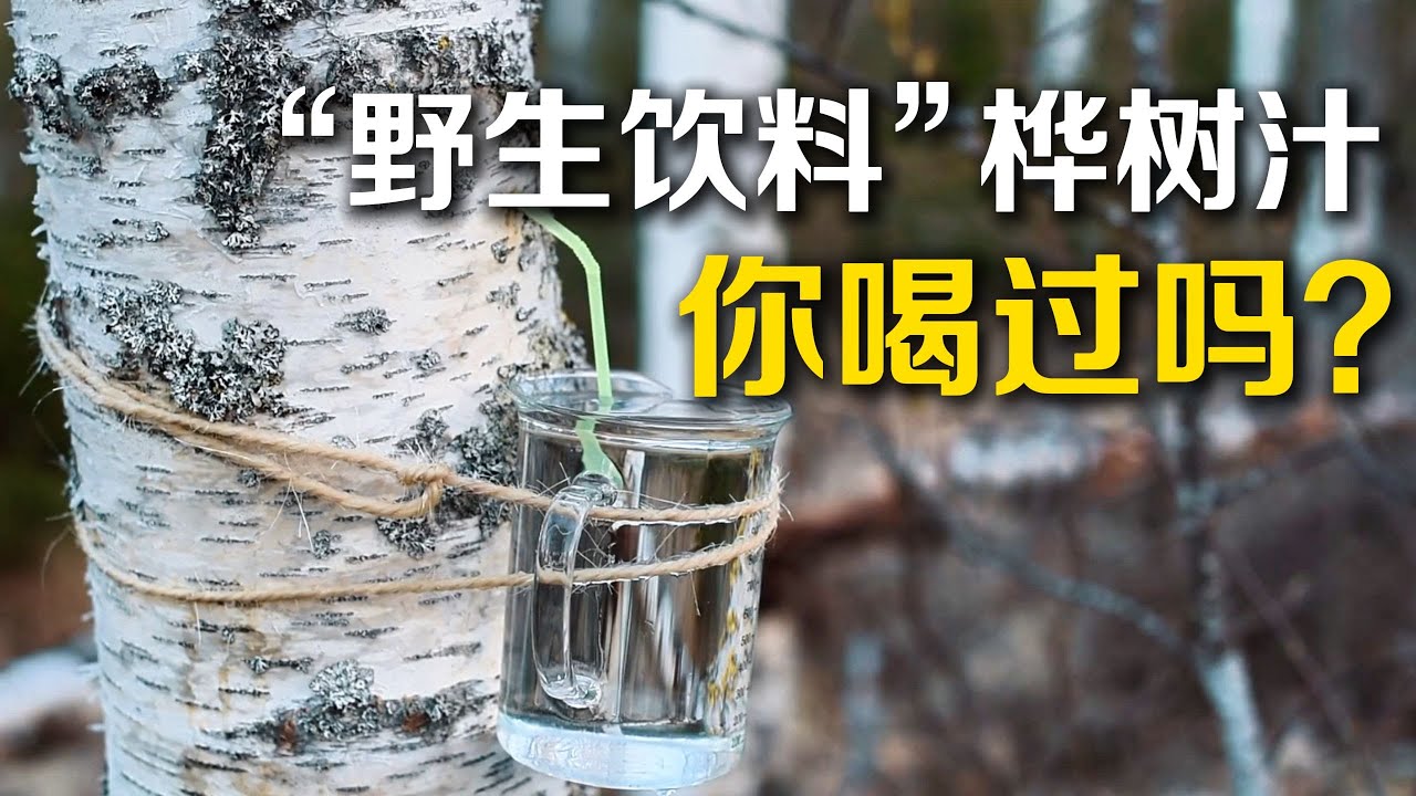网上爆火的桦树汁究竟是养生&ldquo;神仙水&rdquo;，还是智商税？