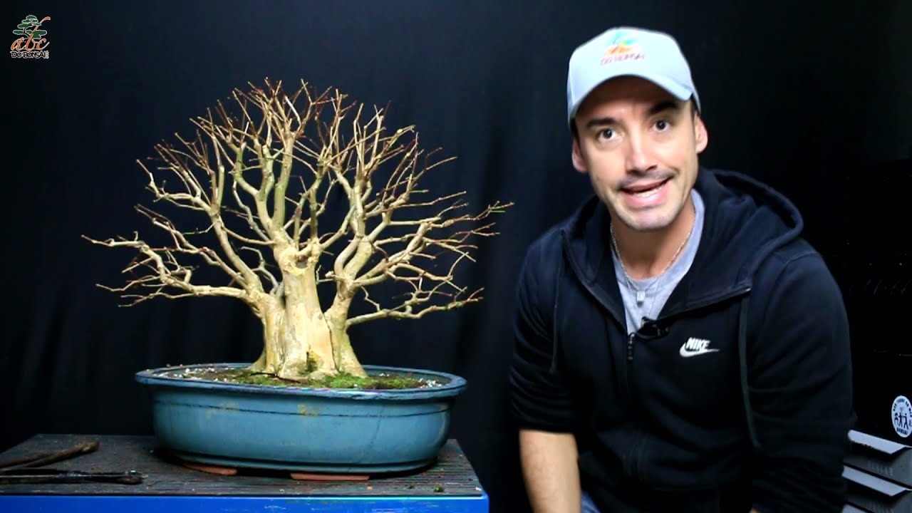 BONSAI DE PITANGUEIRA SHOHIN - PARTE 2