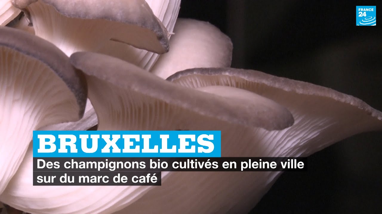 Bruxelles : des champignons bio cultiv&eacute;s en pleine ville sur du marc de caf&eacute;