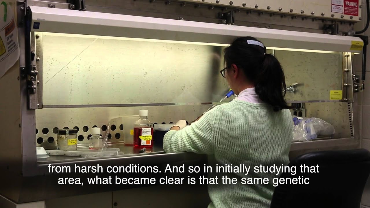 Why Science: Genetic Pathways, Aging, and Longevity (Updated)